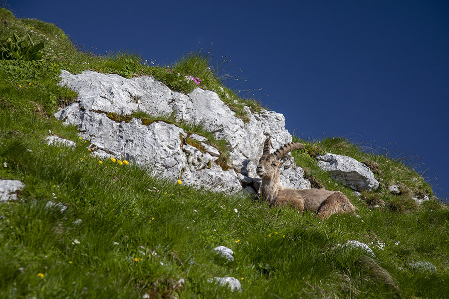 Kozorog
Pod vrhom Velikega draškega vrha je počival kozorog.
Ključne besede: kozorog capra ibex ibex