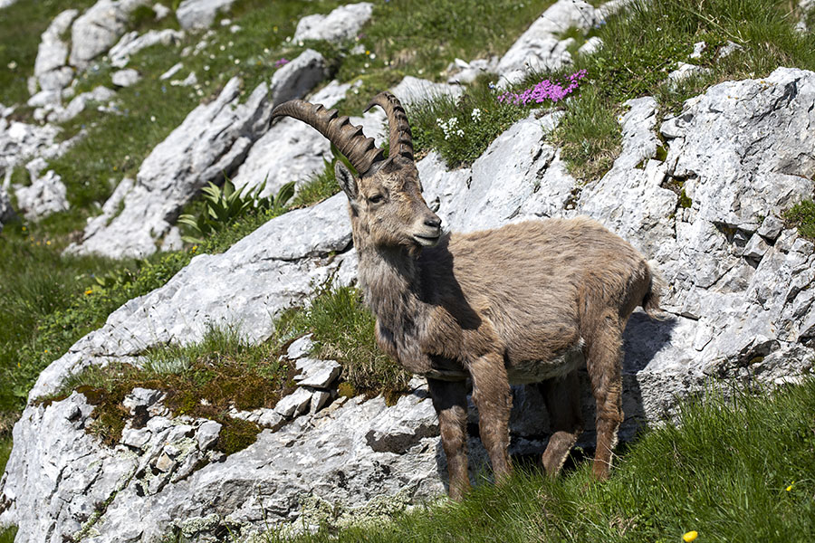 Kozorog
Pod Draškim vrhom.
Keywords: kozorog capra ibex ibex