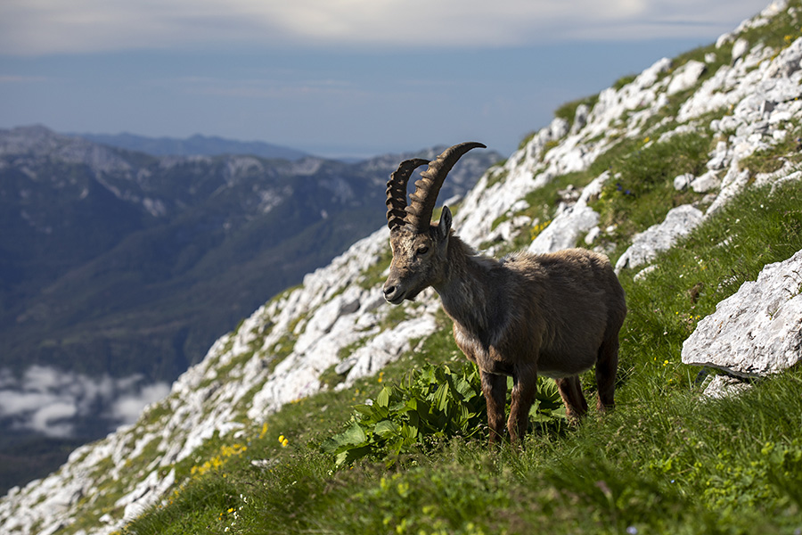 Kozorog
Pod Draškim vrhom.
Ključne besede: kozorog capra ibex ibex