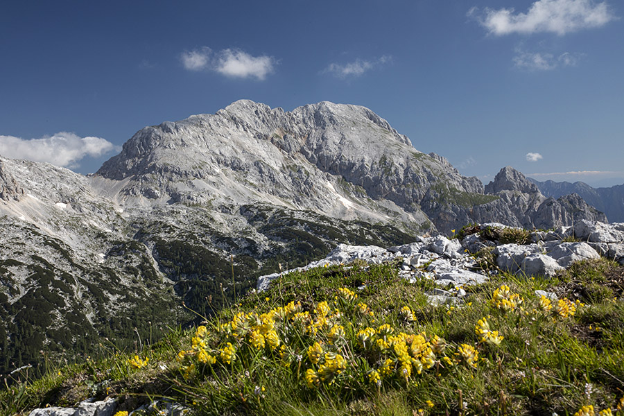 Rjavina
Rjavina in cvetoči ranjak.
Ključne besede: veliki draški vrh rjavina pravi ranjak anthyllis vulneraria