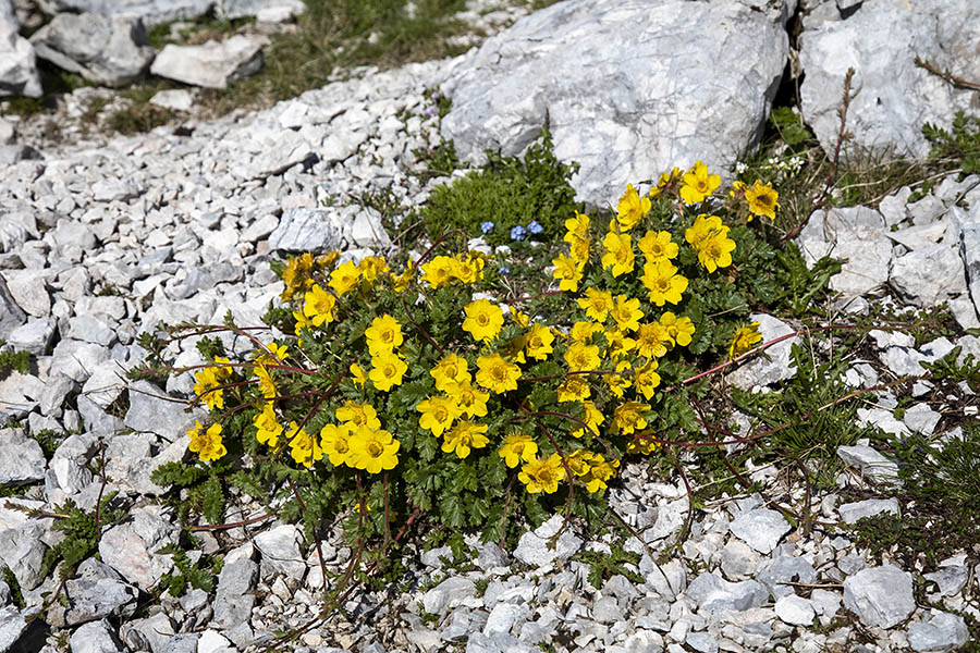 Plazeča sretena
Ves zgornji del poti (italijanska pot), krasijo plazeče sretene.
Ključne besede: plazeča sretena geum reptans
