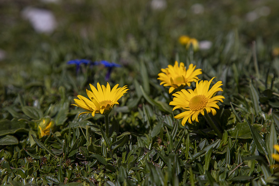 Ledeniški divjakovec
Ledeniški divjakovec pod Mangartom.
Ključne besede: ledeniški divjakovec doronicum glaciale