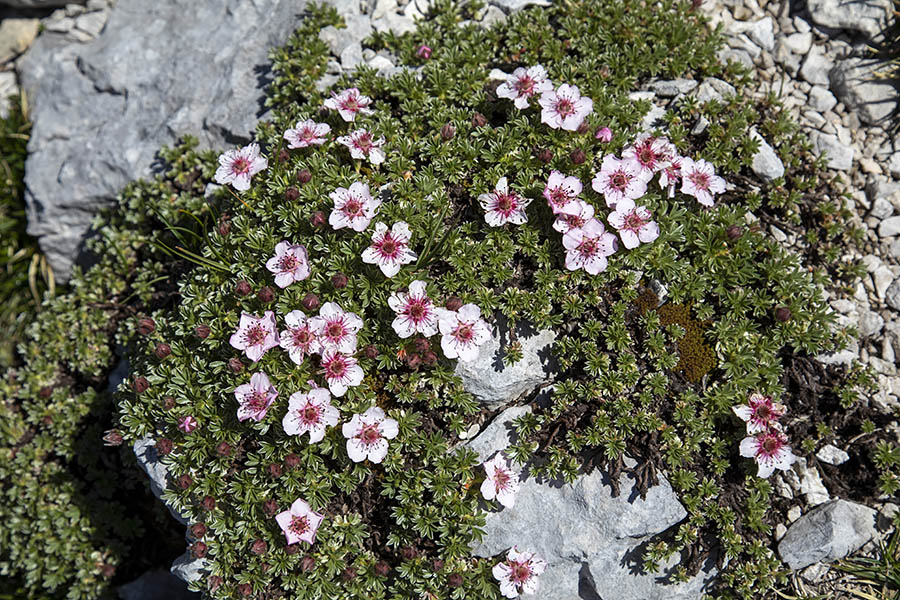 Triglavska roža
Triglavska roža ob poti na Vrh nad Škrbino.
Ključne besede: triglavska roža potentilla nitida