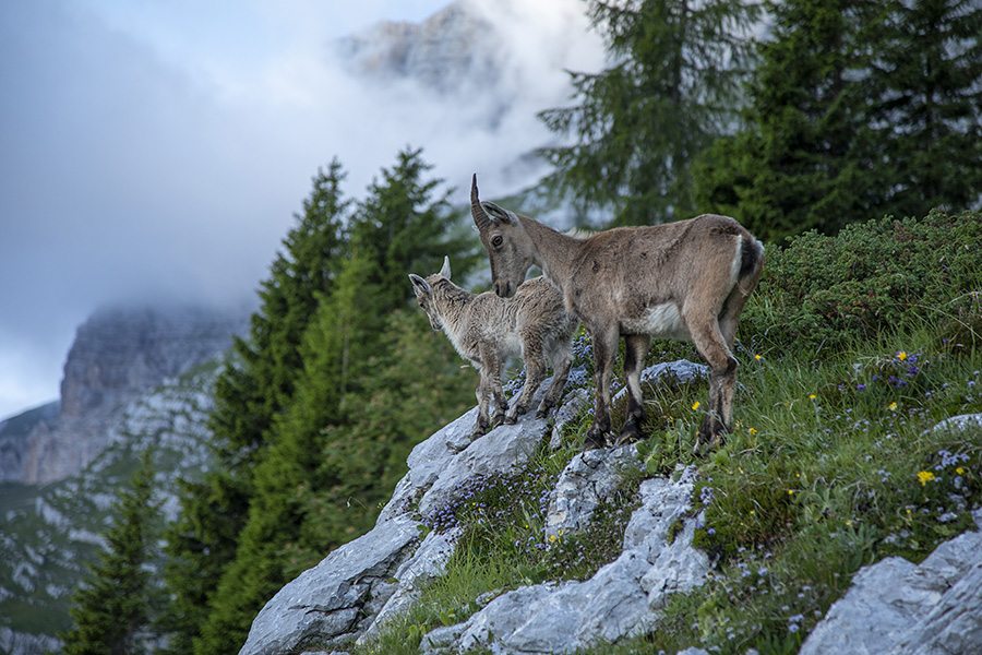 Ob poti
Kmalu nad planino Pecol.
Ključne besede: kozorog capra ibex ibex