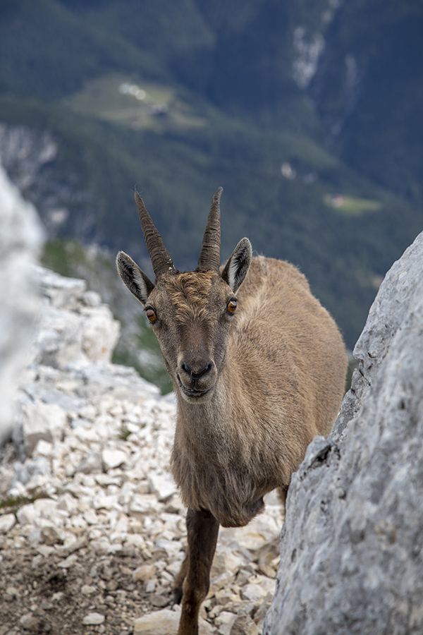 Kozoroginja
Kozoroginja
Keywords: kozorog capra ibex ibex