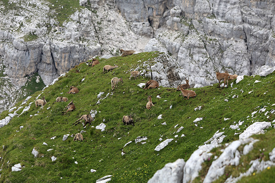 Kozoroginje
Mame počivajo ...
Keywords: kozorog capra ibex ibex
