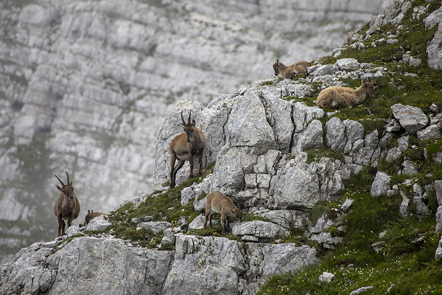 Kozorogi
Nekakšen vrtec za kozoroge ...
Ključne besede: kozorog capra ibex ibex
