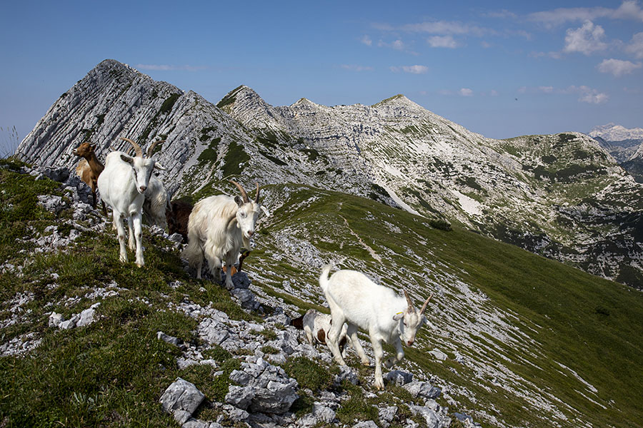 Pod Raskovcem
Med Raskovcem in Novim vrhom so se prišle past koze.
Ključne besede: veliki raskovec novi vrh rodica