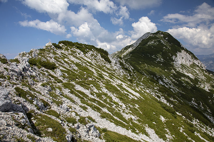 Pot na Veliki Raskovec
Iz konte Matajurc za krajši čas stopiva na "transverzalo" Črna prst Vogel.
Ključne besede: veliki raskovec