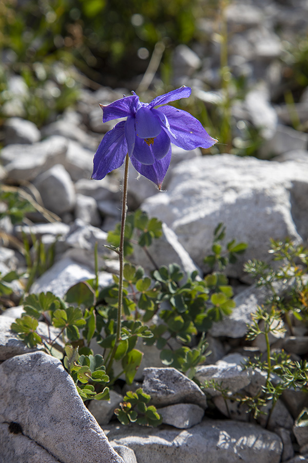 Julijska orlica
Melišča med Matajurskim vrhom in Velikim Raskovcem.
Ključne besede: julijska orlica aquilegia julia