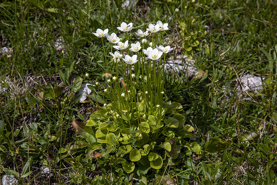 Močvirska samoperka
V Matajurcu.
Ključne besede: močvirska samoperka parnassia palustris