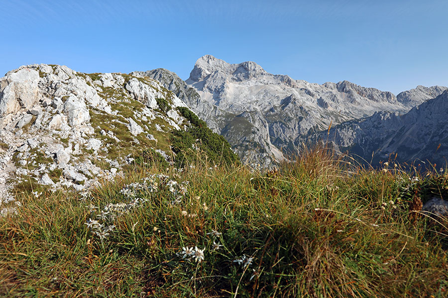 Jezerski Stog
Jezerski Stog s planikami.
Ključne besede: jezerski stog triglav planika leontopodium alpinum