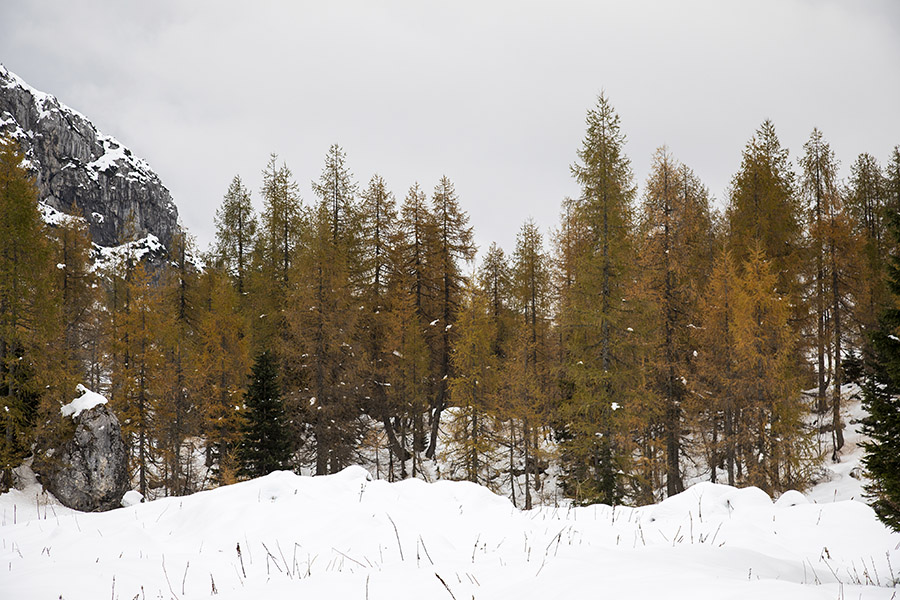Ob Dvojnem jezeru
Macesni so večino iglic že odvrgli.
Ključne besede: dvojno jezero.