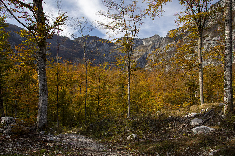 Pot skozi gozd
Nekje v Ukancu.
Ključne besede: bohinj ukanc