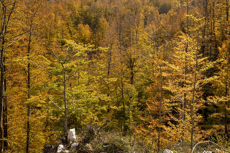 Jesenski gozd
Nekje v Ukancu.
Ključne besede: bohinj ukanc