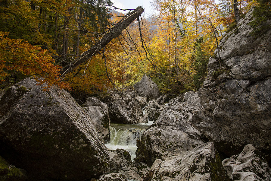 V strugi Savice
V strugi Savice.
Ključne besede: bohinj savica struga