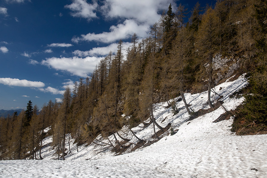 S poti na Mrežce
Utrinek s poti na Mrežce.
Ključne besede: lipanska planina mrežce