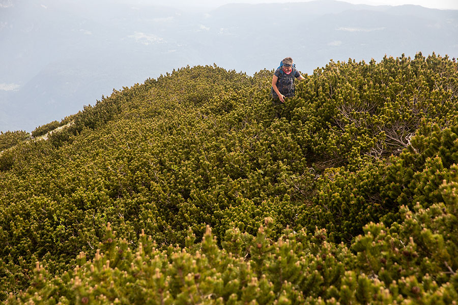 Borba z rušjem
Pristop po lovski poti na Mali Raskovec. Prehodi skozi ruševje so večinoma posekamni, proti vru pa ne.
Ključne besede: mali raskovec