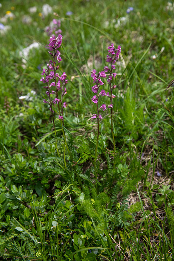 Klasasti ušivec
Klasasti ušivec pod Velikim Draškim vrhom.
Ključne besede: klasasti ušivec pedicularis rostratospicata