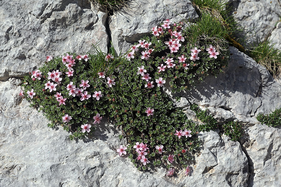 Triglavska roža
Triglavska roža v dolini Lužnice.
Ključne besede: triglavska roža potentilla nitida