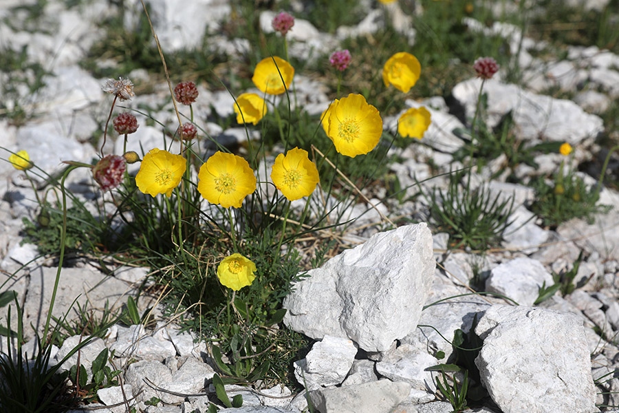 Petkovškov mak
Petkovškov mak v dolini Lužnica.
Ključne besede: petkovškov mak papaver alpinum victoris
