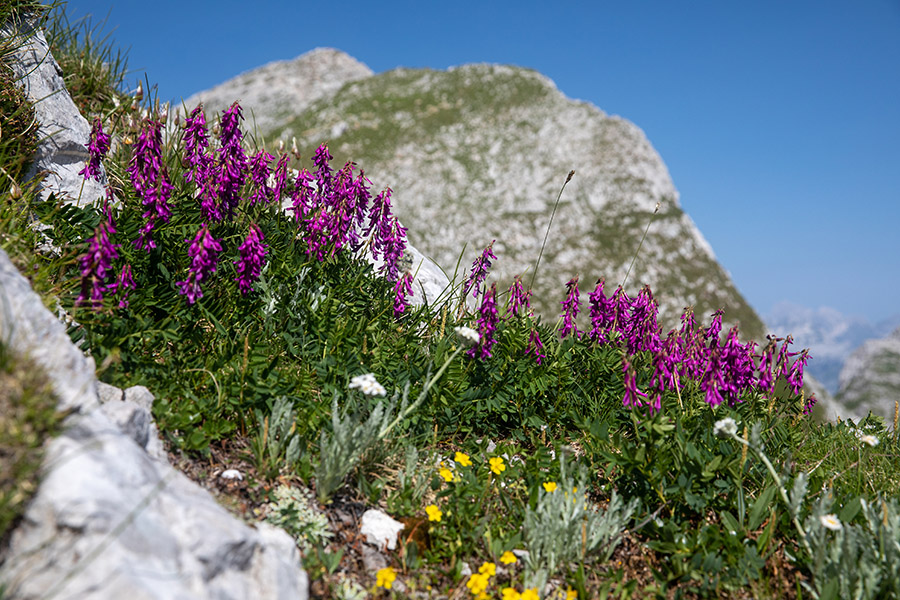 Alpska medenica
Alpska medenica na Batognici.
Ključne besede: alpska medenica hedysarum hedysaroides