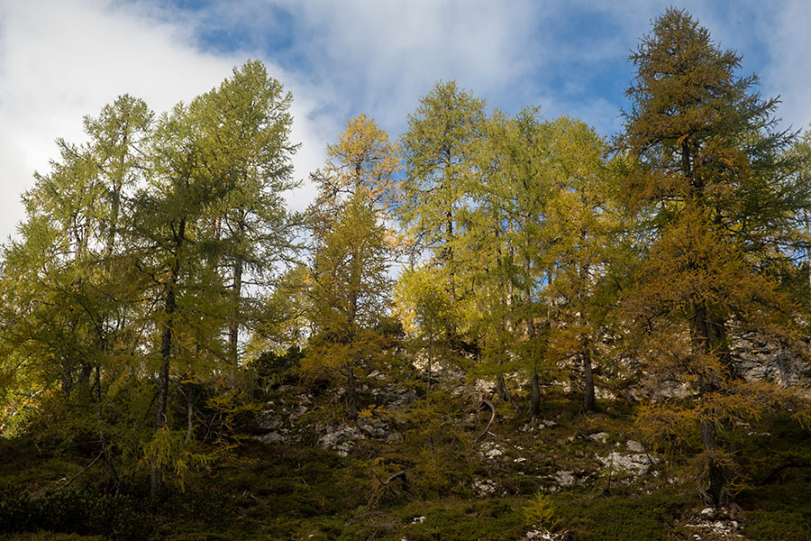 Na Velem polju
Utrinek z Velega polja.
Ključne besede: velo polje
