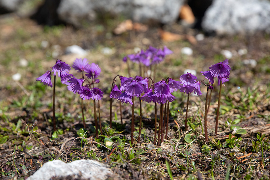Navadni alpski zvonček
Takoj ko skopni sneg jih zraste veliko. Planina Poljana.
Ključne besede: navadni alpski zvonček soldanella alpina