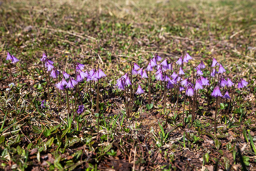 Navadni alpski zvončki
Navadni alpski zvončki na planini Poljana.
Ključne besede: navadni alpski zvonček soldanella alpina