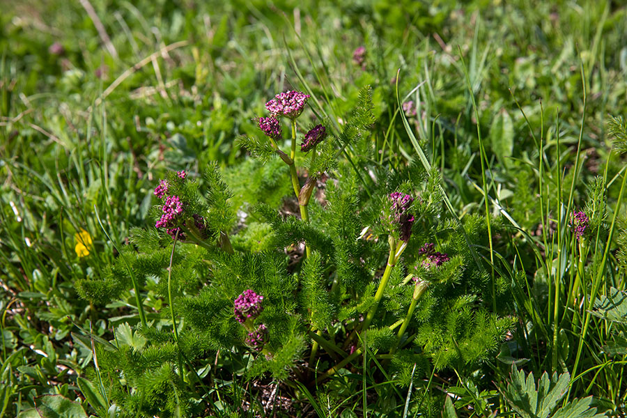 Planinski štrbec
Močno aromatična rastlina, katero zavohamo že od daleč. Na Ogradih.
Ključne besede: planinski štrbec škrbec koper meum athamanticum