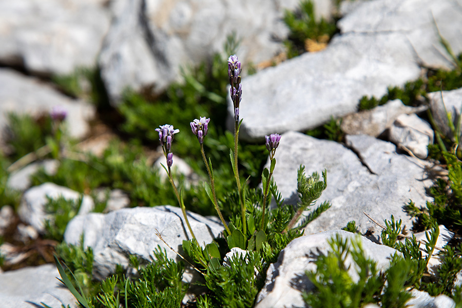 Modrikasti repnjak
Modrikasti repnjak.
Ključne besede: modrikasti repnjak arabis caerulea