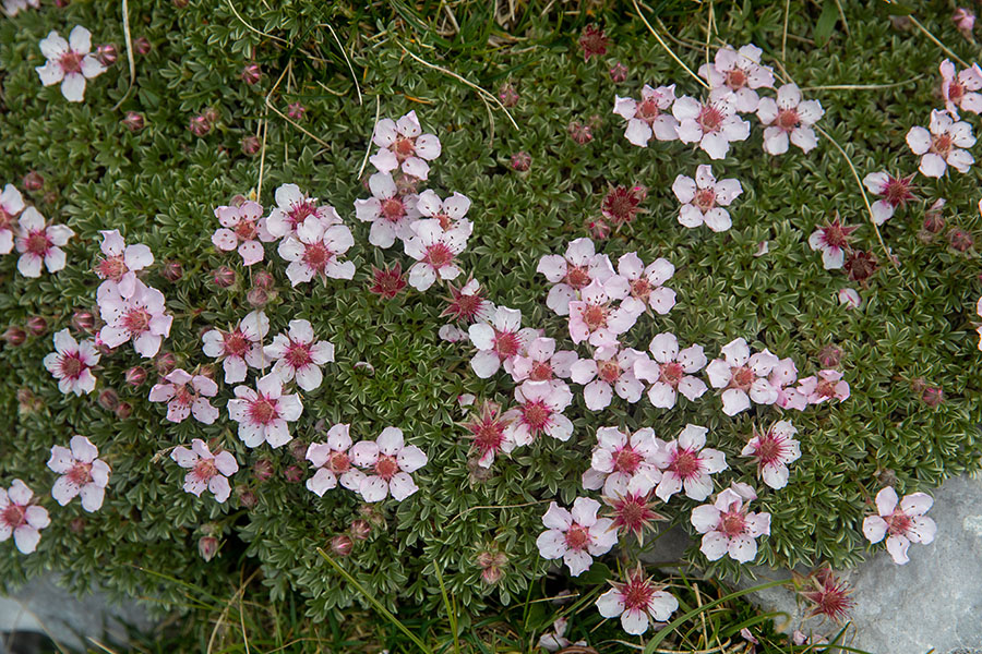 Triglavska roža
Triglavska roža pod Vrhom Grubje.
Keywords: triglavska roža potentilla nitida