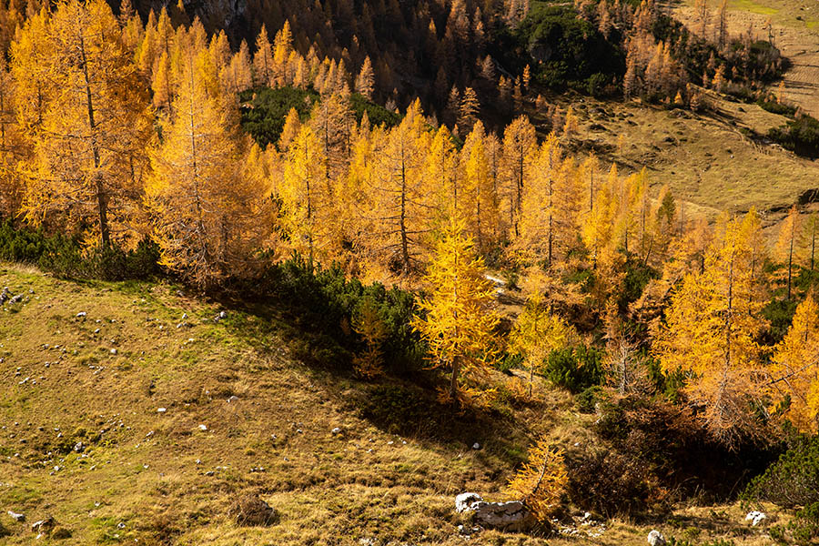 Jesenski macesni
Jesenski macesni na Velem polju.
Ključne besede: velo polje