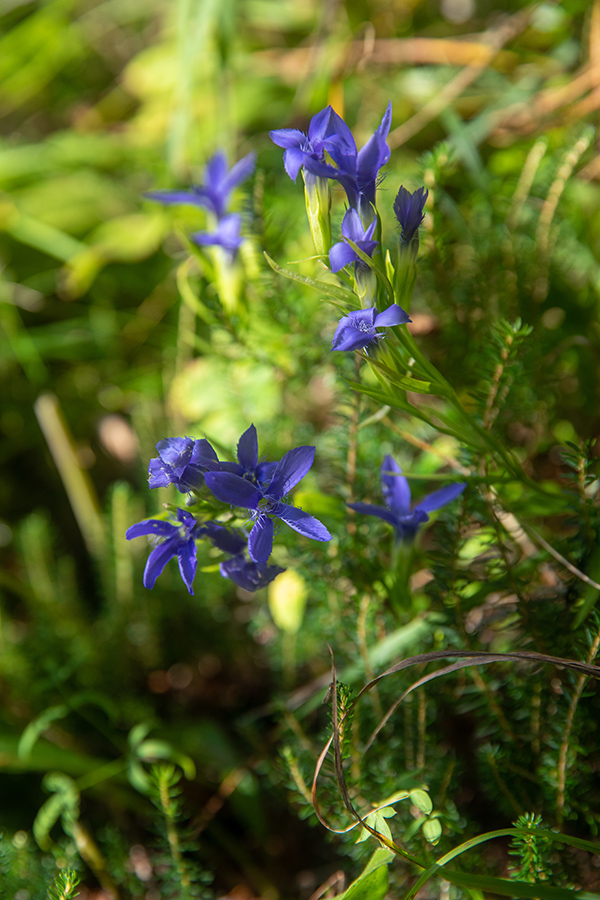 Resasti sviščevec
Vedno sem srečaval resaste sviščevce z enim samim cvetom. Tu pa je bilo na več lokacijah nekaj sviščevcev z več cvetovi (tudi 6). Žal se tudi sezona resastih sviščevcev bliža kraju, tako da je tudi ta na sliki že v zadnjih vzdihljajih.
Ključne besede: resasti sviščevec gentianella ciliata