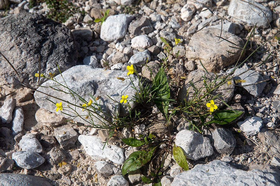 Tankolistni dvoredec
Tankolistni dvoredec ob vodah v dolini Rezije.
Ključne besede: tankolistni dvoredec diplotaxis tenuifolia