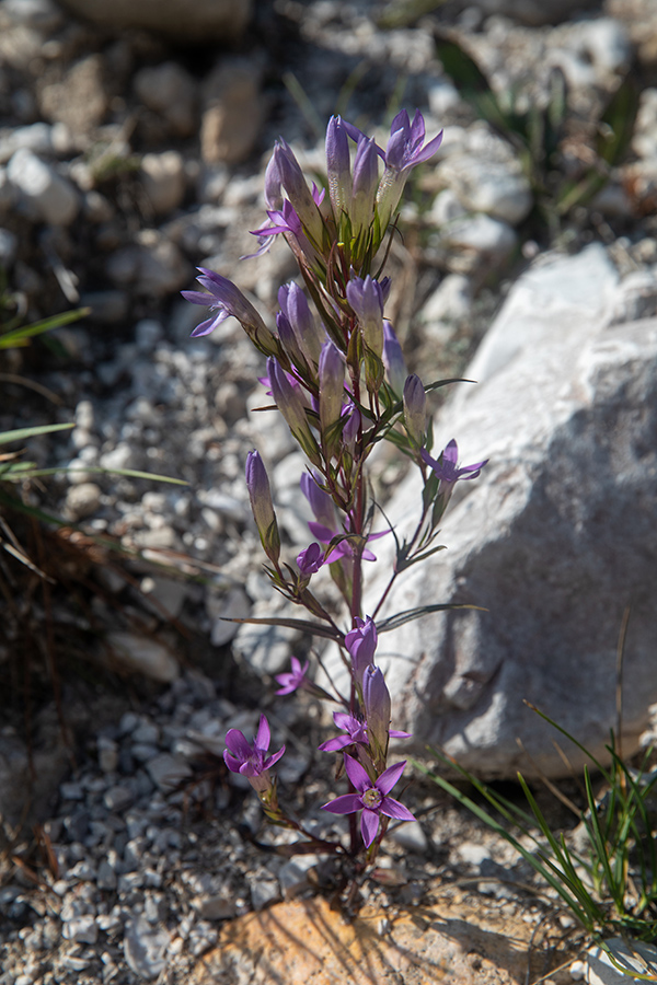 Nemški sviščevec
Verjetno Nemški sviščevec ob "Ta Lipi Poti".
Ključne besede: nemški sviščevec gentianella germanica agr.