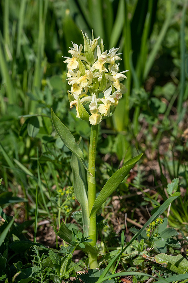 Bezgova prstasta kukavica
Bezgova prstasta kukavica v rumeni barvi.
Ključne besede: bezgova prstasta kukavica dactylorhiza sambucina