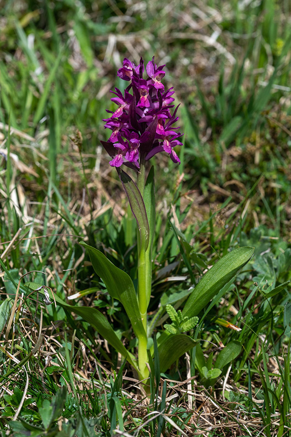 Bezgova prstasta kukavica
Bezgova prstasta kukavica.
Ključne besede: bezgova prstasta kukavica dactylorhiza sambucina