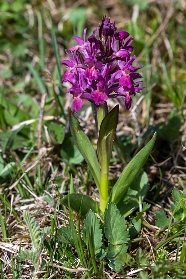 Bezgova prstasta kukavica
Bezgova prstasta kukavica.
Ključne besede: bezgova prstasta kukavica dactylorhiza sambucina