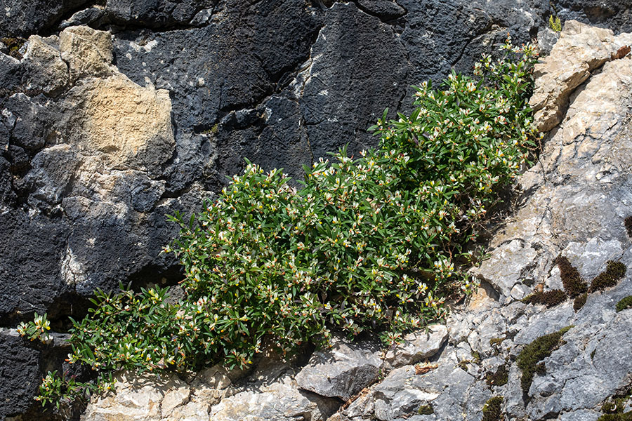 Žanjevec
Velik šop žanjevca.
Ključne besede: žanjevec polygala chamaebuxus