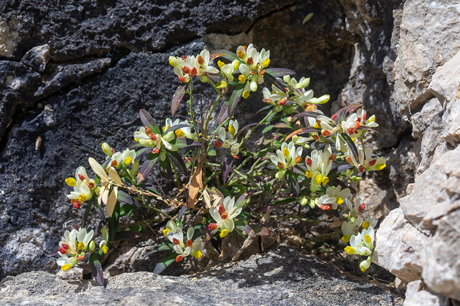 Žanjevec
Žanjevec.
Ključne besede: žanjevec polygala chamaebuxus