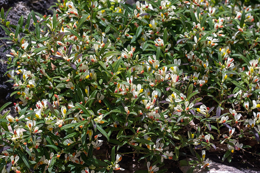 Žanjevec
Žanjevec.
Ključne besede: žanjevec polygala chamaebuxus