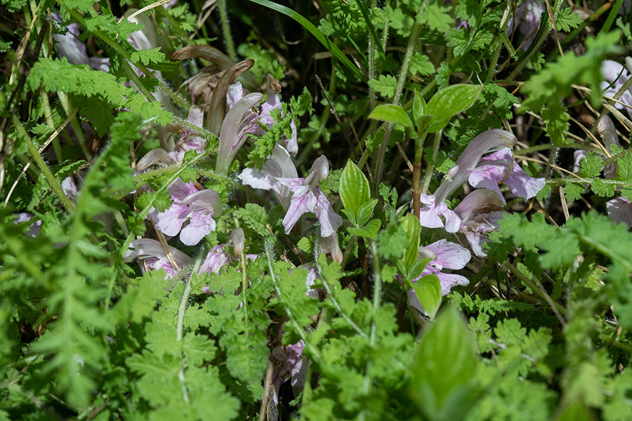 Brezstebelni ušivec
Brezstebelni ušivec.
Ključne besede: brezstebelni ušivec pedicularis acaulis