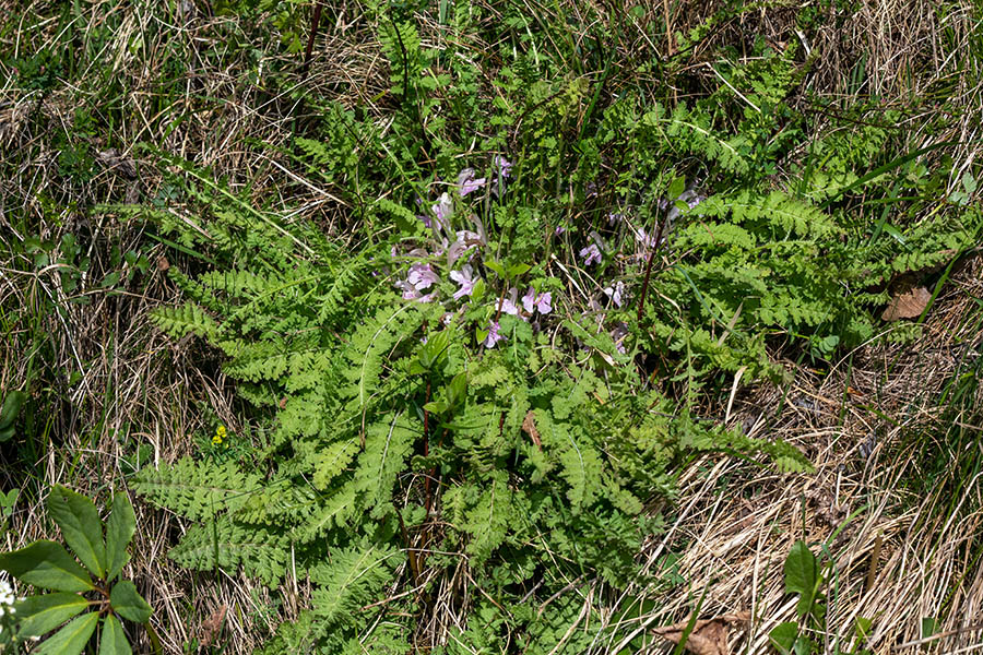 Brezstebelni ušivec
Brezstebelni ušivec.
Ključne besede: brezstebelni ušivec pedicularis acaulis