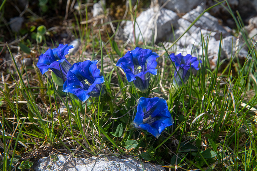 Encijan
Clusijev svišč ali encijan. Na Slatniku.
Ključne besede: clusijev svišč gentiana clusii encijan