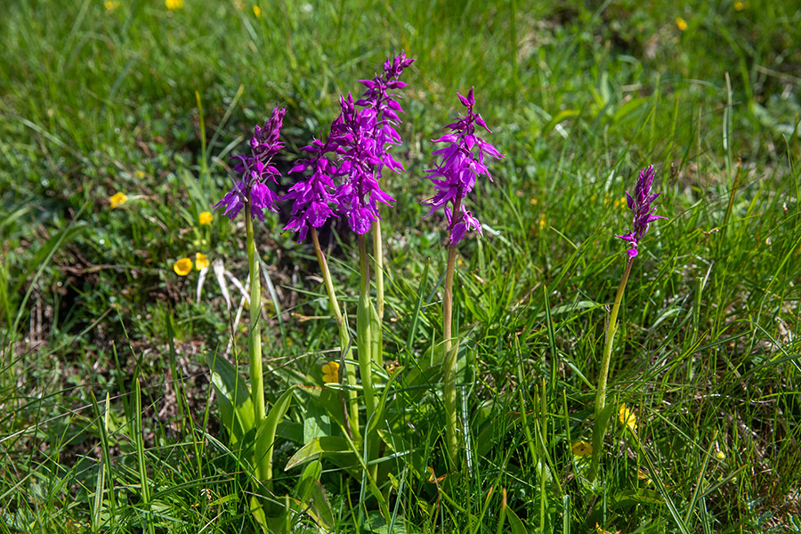 Zvezdasta kukavica
Zvezdasta kukavica nad Soriško planino.
Ključne besede: zvezdasta kukavica orchis signifera