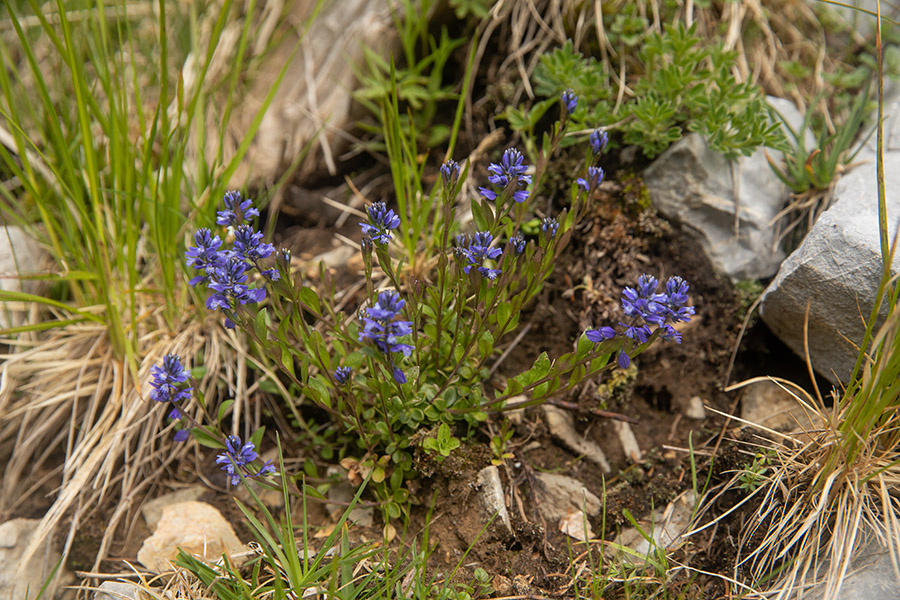 Navadna grebenuša
Navadna grebenuša nad Soriško planino.
Ključne besede: navadna grebenuša polygala vulgaris