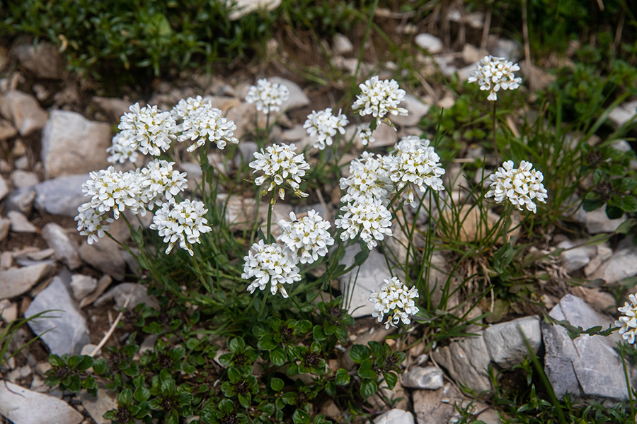 Rani mošnjak
Rani mošnjak nad Soriško planino.
Ključne besede: rani mošnjak thlaspi praecox