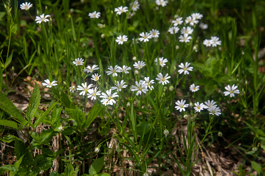 Gozdna zvezdica
Gozdna zvezdica nad Soriško planino.
Ključne besede: gozdna zvezdica stellaria nemorum