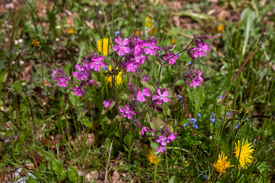 Rdeči slizek
Rdeči slizek. Nad Soriško planino.
Ključne besede: rdeči slizek silene dioica